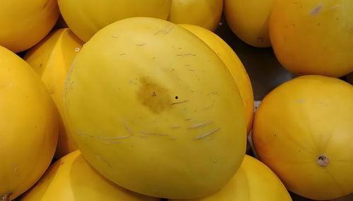 瓜黄了还可以吃吗,还能安心食用吗？揭秘瓜果变黄背后的真相