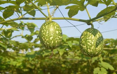 只吃吊瓜可以吃吗,揭秘吊瓜的营养价值与食用安全