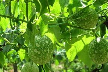 只吃吊瓜可以吃吗,揭秘吊瓜的营养价值与食用安全