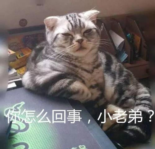 小老弟吃瓜视频,揭秘娱乐圈幕后故事