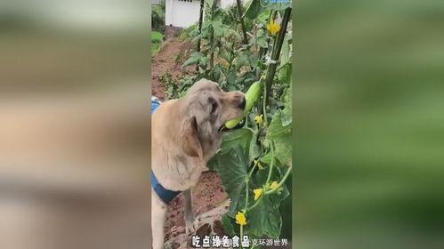 搞笑狗狗吃瓜