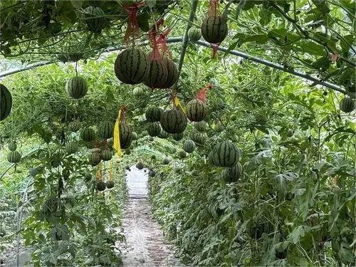 最美校园摄影吃瓜,揭秘最美校园摄影背后的吃瓜故事