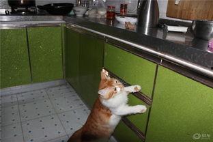 小馋猫吃瓜,揭秘瓜果美食的诱惑与魅力