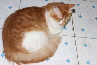 小馋猫吃瓜,揭秘瓜果美食的诱惑与魅力