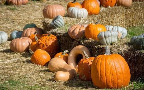 广宗吃瓜,揭秘当地特色美食背后的故事