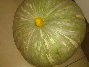 老瓜怎么吃啊,老瓜的多样食用方法揭秘