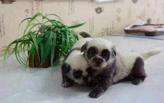 吃瓜狗愣住,揭秘娱乐圈惊人内幕