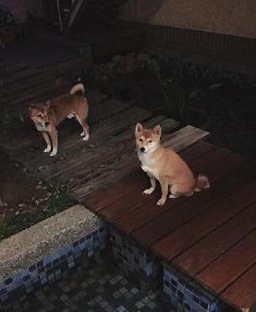 吃瓜狗愣住,揭秘娱乐圈惊人内幕