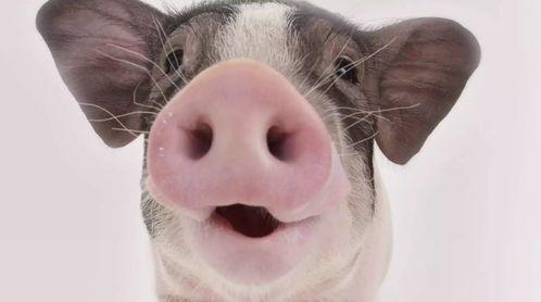 猫耳吃瓜群,揭秘网络社交圈的趣味与争议