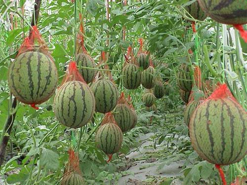 吃瓜助养送彩礼