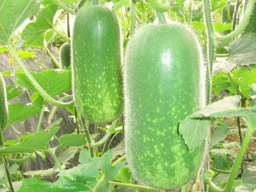 减肥期吃角瓜,健康美味两不误的减肥食材推荐