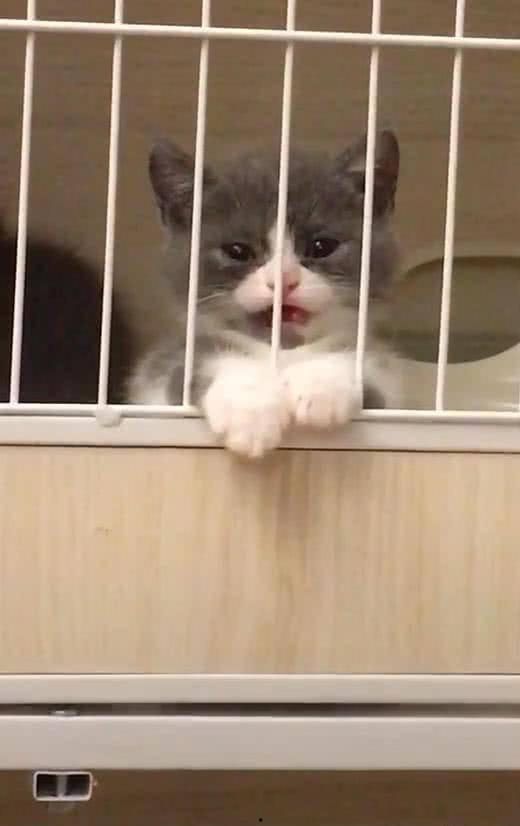 买猫吃瓜,揭秘买猫吃瓜背后的惊人真相