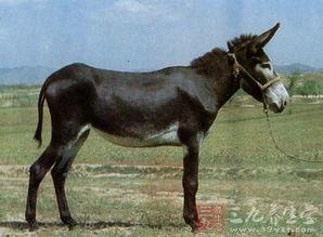 驴吃毛瓜吗,揭秘驴子为何爱吃毛瓜之谜