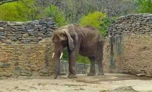 驴吃毛瓜吗,揭秘驴子为何爱吃毛瓜之谜