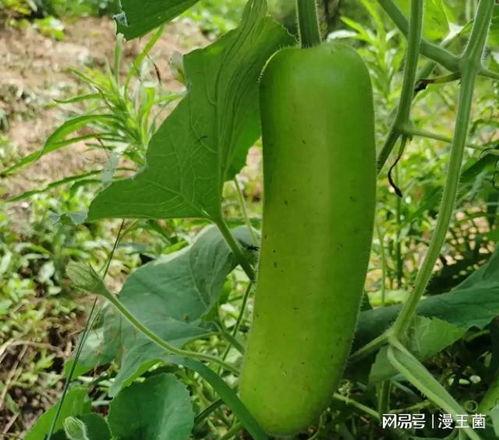 吃瓠子瓜的作用,养生保健的天然良药