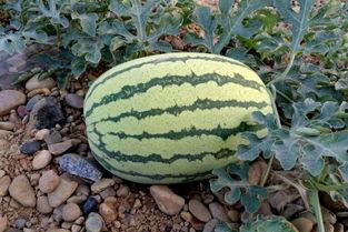 新疆砂瓜可以吃吗,美味可口的沙漠甘露