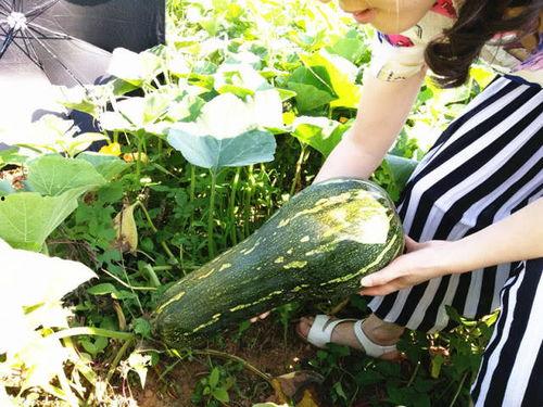 吃蒸兰瓜有什么好处,蒸兰瓜的营养益处解析