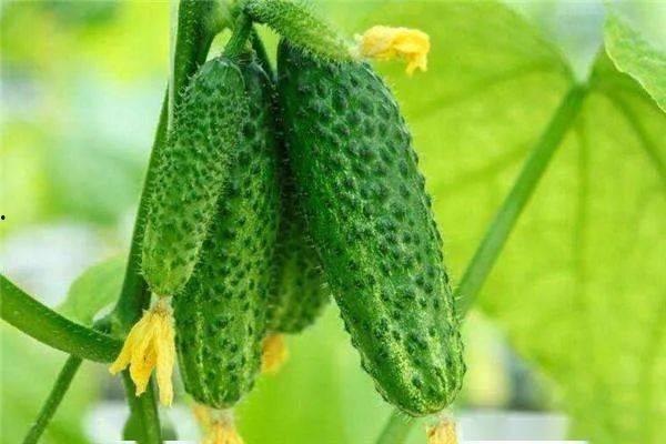 生小瓜怎么吃,生小瓜的多样食用方法探索