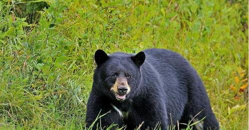 吃瓜欧尼熊,揭秘娱乐圈的幕后故事